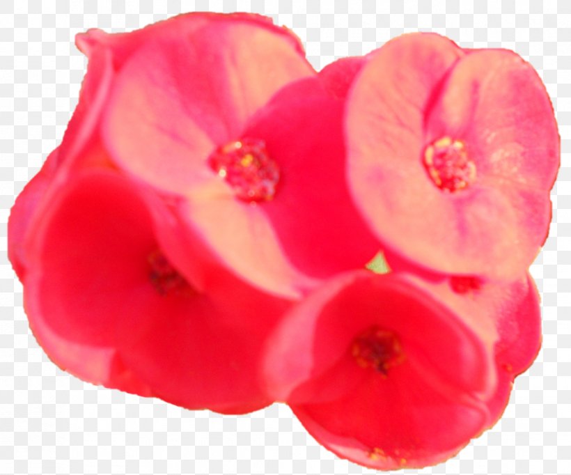 Dakshineswar Magenta Sarada Devi Ramakrishna, PNG, 1121x933px, Dakshineswar, Flower, Flowering Plant, Magenta, Peach Download Free