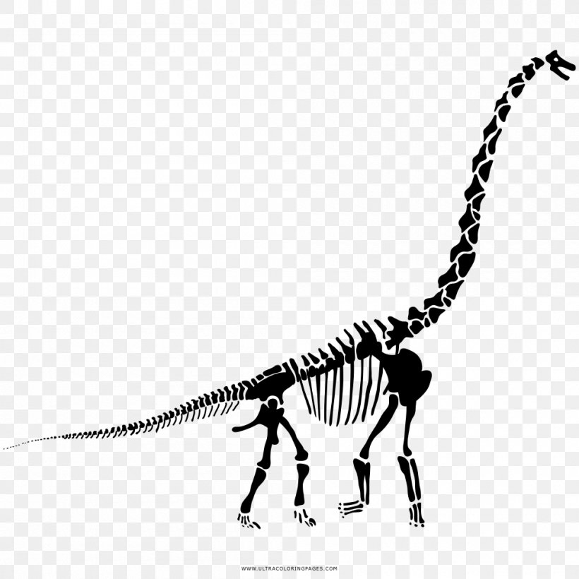Diplodocus Velociraptor Tyrannosaurus Stegosaurus The Last Of The Dinosaurs, PNG, 1000x1000px, Diplodocus, Amargasaurus, Black And White, Coloring Book, Dinosaur Download Free
