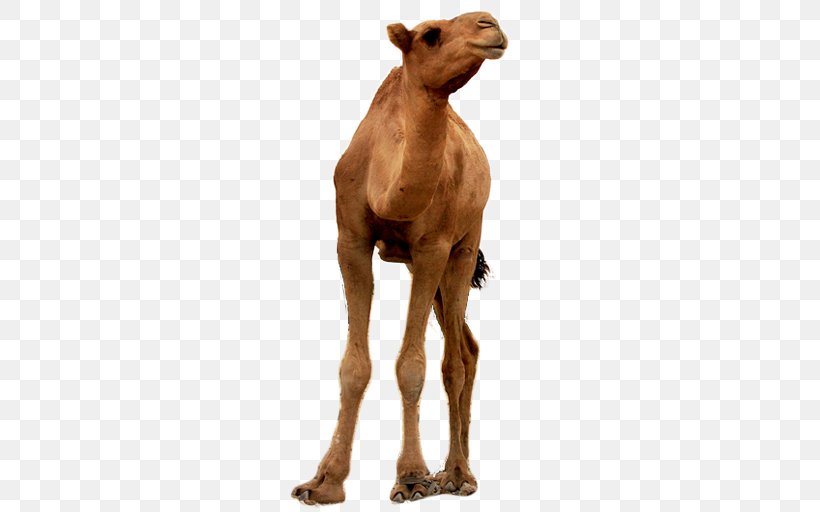 Dromedary Goat Wildlife Terrestrial Animal Snout, PNG, 512x512px, Dromedary, Animal, Arabian Camel, Camel, Camel Like Mammal Download Free