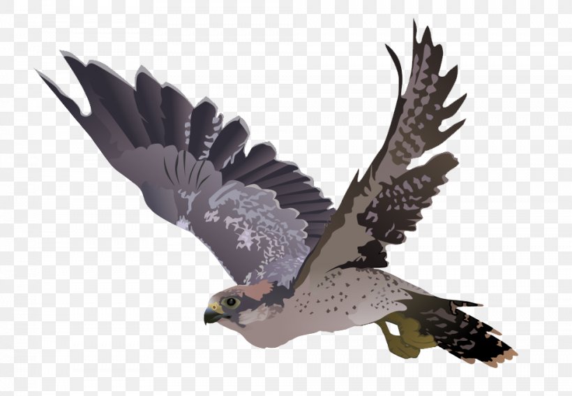 Falcon Clip Art, PNG, 984x681px, Falcon, Accipitriformes, Beak, Bird, Bird Of Prey Download Free
