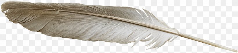 Feather Household Cleaning Supply, PNG, 3574x808px, Feather, Household, Household Cleaning Supply, Wing Download Free