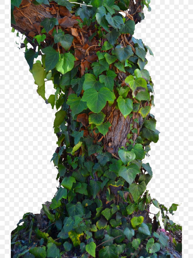 Tree Parthenocissus Tricuspidata Vine, PNG, 727x1098px, Tree, Deviantart, Fatshedera Lizei, Flowering Plant, Freeware Download Free