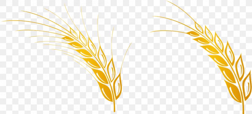 Wheat, PNG, 1201x544px, Emmer, Barley, Barleys, Cereal, Cereal Germ Download Free