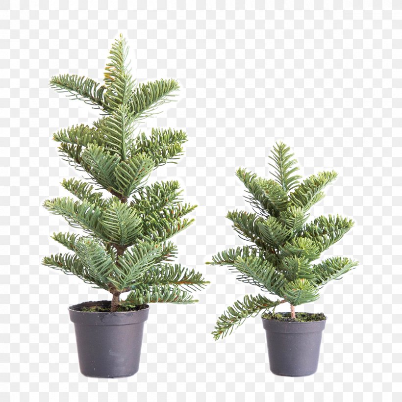 Spruce English Yew Fir Pine Evergreen, PNG, 1200x1200px, Spruce, Christmas, Christmas Tree, Conifer, Cypress Download Free