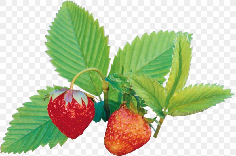 Strawberry Amorodo Auglis Clip Art, PNG, 1775x1181px, Strawberry, Amorodo, Auglis, Berry, Candy Download Free