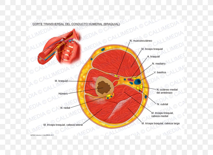 Brachial Artery Brachialis Muscle Triceps Brachii Muscle Forearm, PNG, 600x600px, Watercolor, Cartoon, Flower, Frame, Heart Download Free