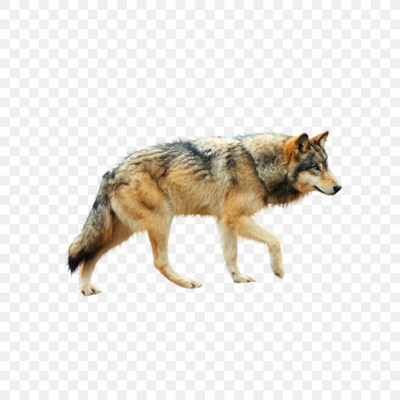 Dog Arctic Wolf Coyote Clip Art, PNG, 1024x1024px, Dog, Arctic Wolf, Canidae, Carnivoran, Coyote Download Free