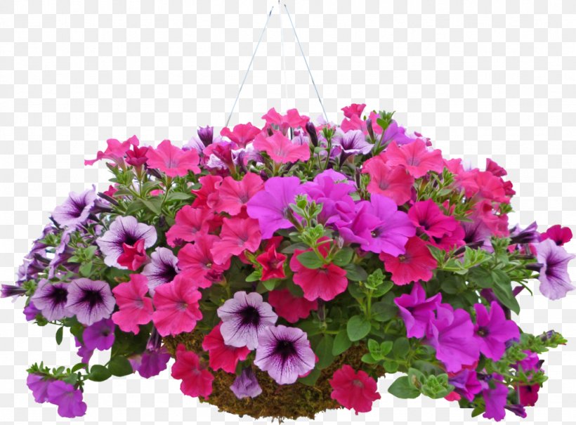 Flower Geraniums Annual Plant Floral Design, PNG, 1024x756px, Flower, Annual Plant, Cut Flowers, Floral Design, Flower Arranging Download Free