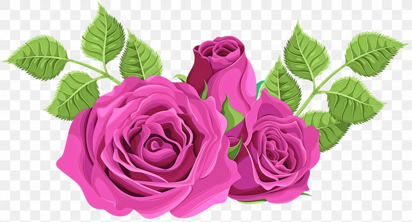 Garden Roses, PNG, 3000x1622px, Pink, Flower, Flowering Plant, Garden Roses, Hybrid Tea Rose Download Free