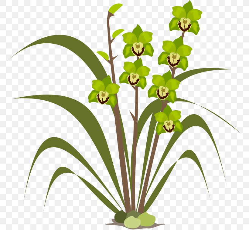 Orchids Pixabay Clip Art, PNG, 772x759px, Orchids, Boat Orchid, Favicon, Flora, Flower Download Free