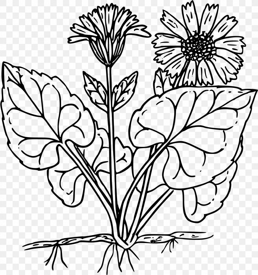 Clip Art, PNG, 2246x2400px, Coloring Book, Arnica, Black And White, Bookmark, Branch Download Free