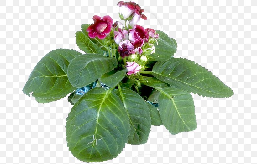 Herbaceous Plant Annual Plant Flowering Plant, PNG, 680x523px, Herbaceous Plant, Annual Plant, Flower, Flowering Plant, Herb Download Free