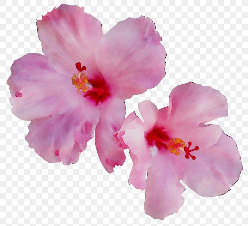 Rosemallows ST.AU.150 MIN.V.UNC.NR AD Cherry Blossom Herbaceous Plant, PNG, 1093x998px, Rosemallows, Azalea, Blossom, Cattleya, Cherries Download Free
