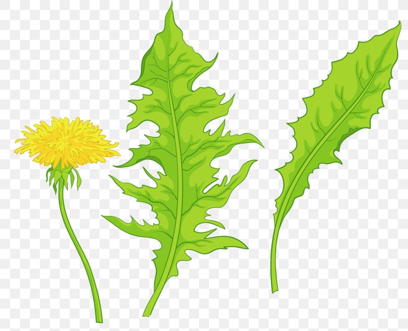 Common Dandelion Yellow Leaf, PNG, 800x665px, Common Dandelion, Dandelion, Flower, Green, Leaf Download Free