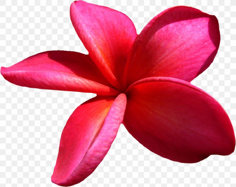Flower Clip Art, PNG, 837x666px, Flower, Close Up, Color, Coloring Book, Frangipani Download Free
