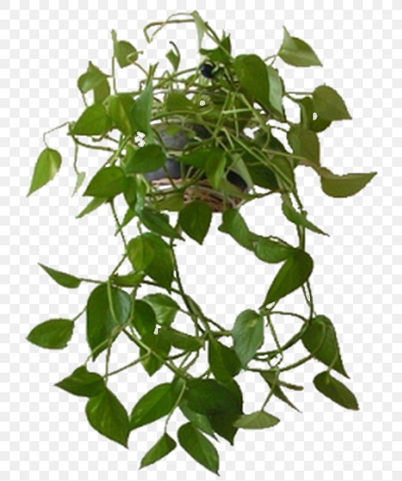 Light Houseplant Devil's Ivy Howea Forsteriana, PNG, 768x981px, Light, Branch, Chinese Evergreens, Chlorophytum Comosum, Flowerpot Download Free