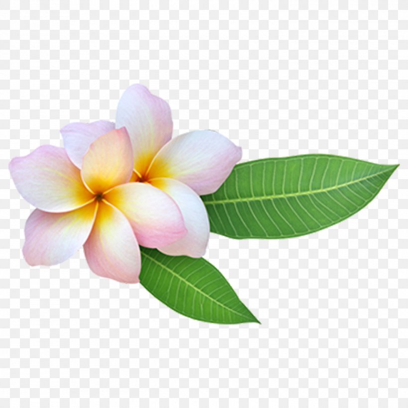 Stock.xchng Stock Photography Image Red Frangipani Flower, PNG, 1500x1500px, Stock Photography, Flower, Flowering Plant, Frangipani, Istock Download Free