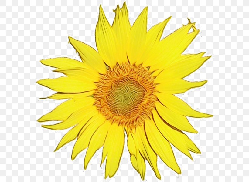 Sunflower, PNG, 595x600px, Watercolor, Flower, Flowering Plant, Paint, Petal Download Free