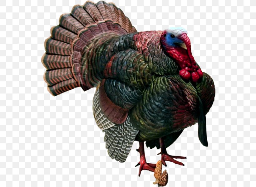 Turkey Christmas Clip Art, PNG, 560x600px, Turkey, Beak, Bird, Christmas, Domesticated Turkey Download Free
