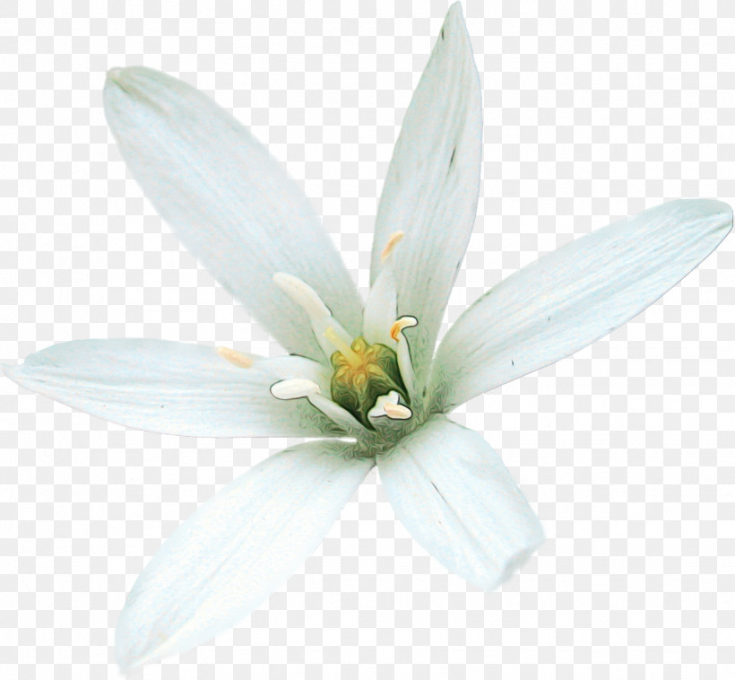 White Petal Flower Plant Leaf, PNG, 1739x1608px, Watercolor, Flower, Leaf, Magnolia, Magnolia Family Download Free