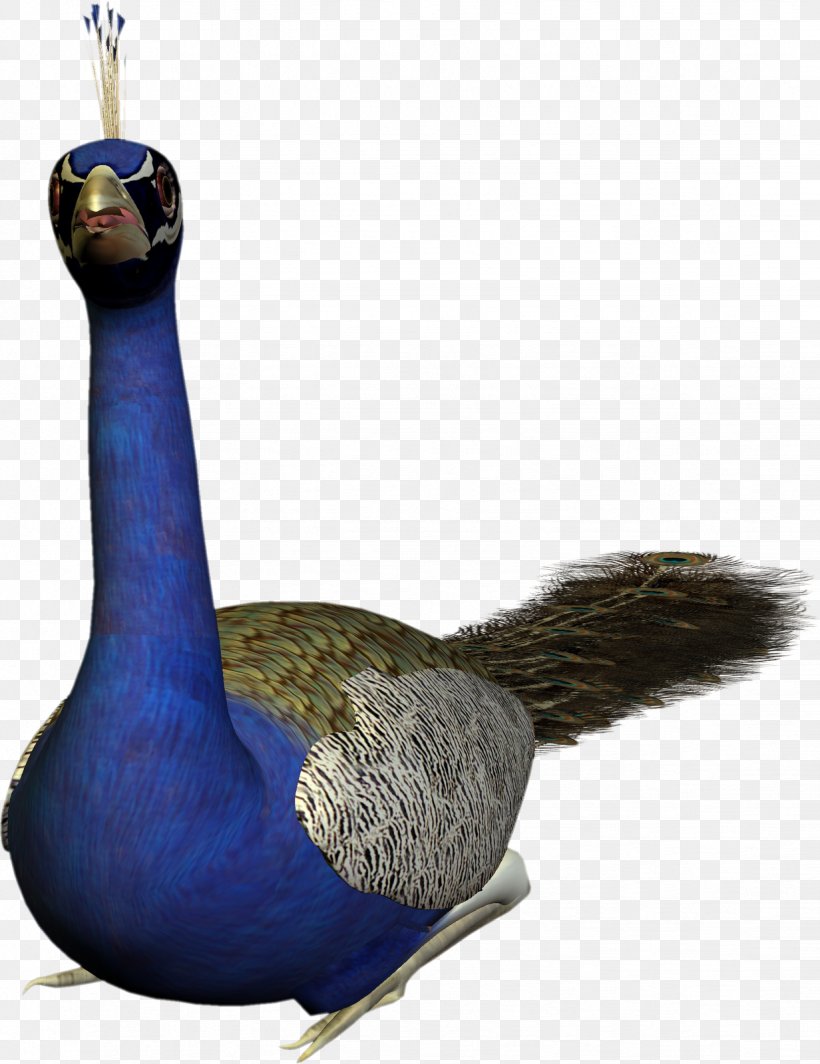 Bird Feather Peafowl Pavo Goose, PNG, 1232x1600px, Bird, Animal, Animation, Beak, Duck Download Free