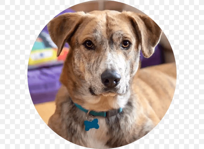 Dog Breed Treeing Tennessee Brindle Plott Hound Black Mouth Cur Mountain Cur, PNG, 600x600px, Dog Breed, Animal Rescue Group, Black Mouth Cur, Breed, Brindle Download Free