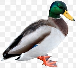 Duck HD - Duck American Pekin PNG