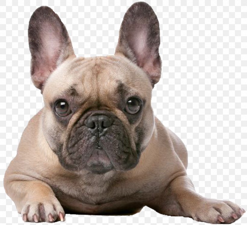 French Bulldog Boxer Old English Bulldog Jack Russell Terrier, PNG, 1000x910px, French Bulldog, Australian Bulldog, Boxer, Bulldog, Bulldog Breeds Download Free