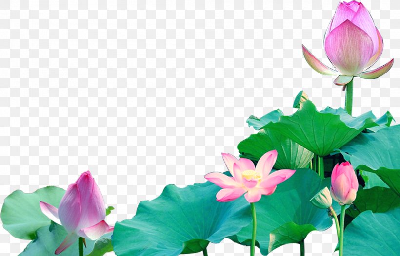 Lotus Seed Wallpaper, PNG, 1989x1278px, Lotus Seed, Annual Plant, Aquatic Plant, Flora, Flower Download Free
