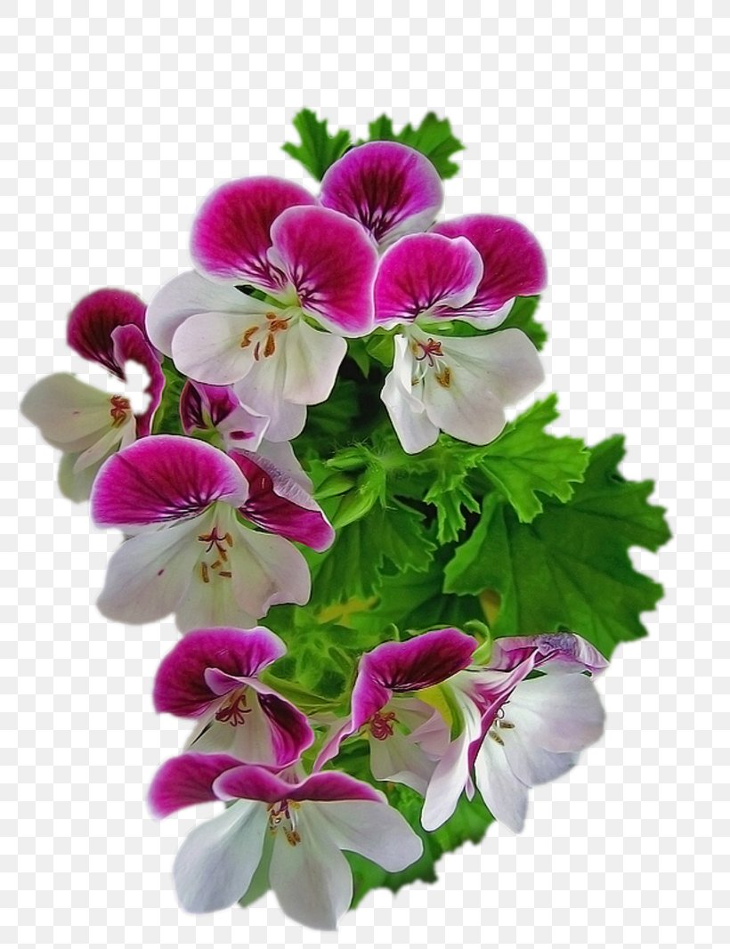 Pink Flowers Violet Floral Design Clip Art, PNG, 800x1066px, Flower, Annual Plant, Art, Color, Cut Flowers Download Free