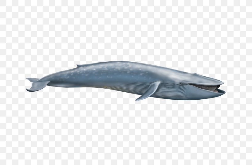 Blue Whale Short-beaked Common Dolphin Cetacea Elephantidae Fin Whale, PNG, 699x538px, Blue Whale, Balaenoptera, Baleen, Baleen Whale, Cetacea Download Free