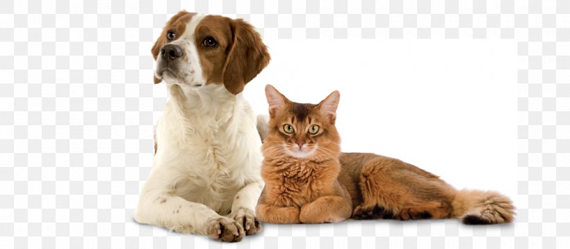 Cat Dog Veterinarian Pet Shop, PNG, 960x420px, Cat, Abandonment Of Animals  Act 1960, Animal Shelter, Carnivoran,