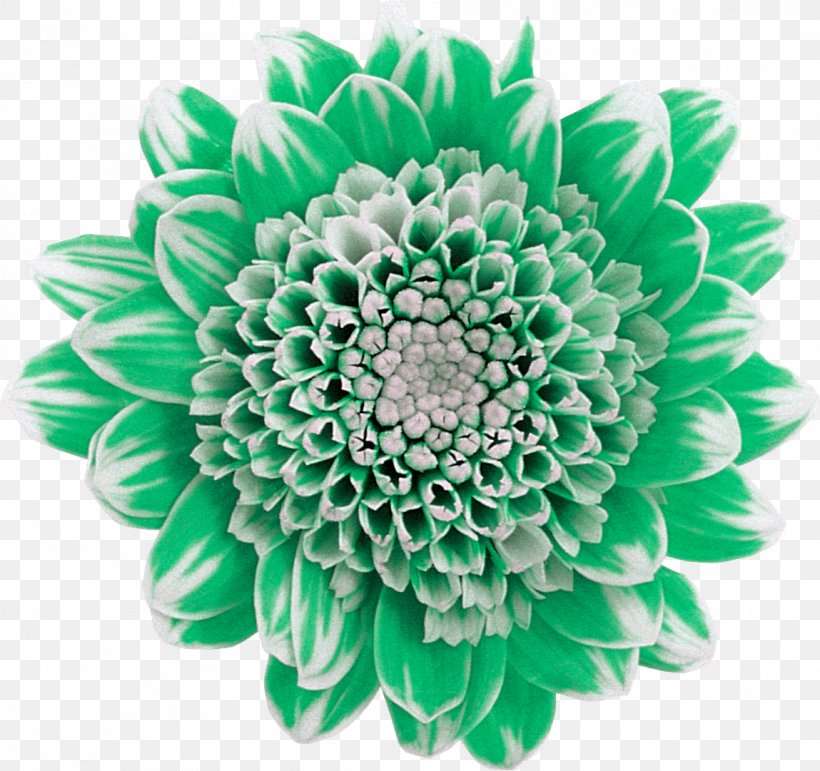 Chrysanthemum Cut Flowers Plant Green, PNG, 1149x1081px, Chrysanthemum, Chartreuse, Chrysanths, Cut Flowers, Dahlia Download Free