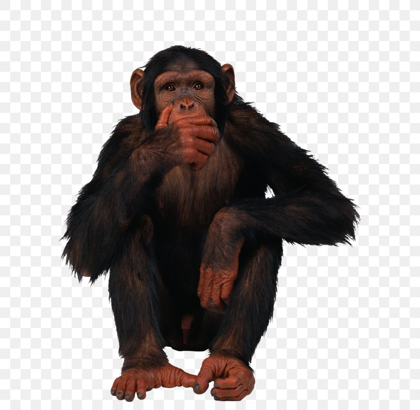 Common Chimpanzee Ape Monkey Clip Art, PNG, 800x800px, Common Chimpanzee, Ape, Chimpanzee, Fur, Great Ape Download Free