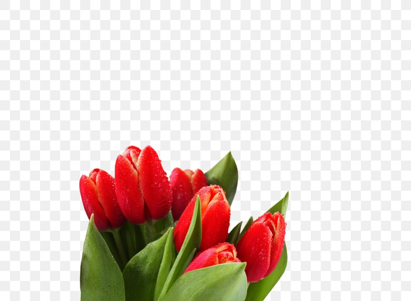 Desktop Wallpaper Tulip High-definition Television 1080p Flower, PNG, 600x600px, 4k Resolution, Tulip, Bud, Cut Flowers, Flower Download Free
