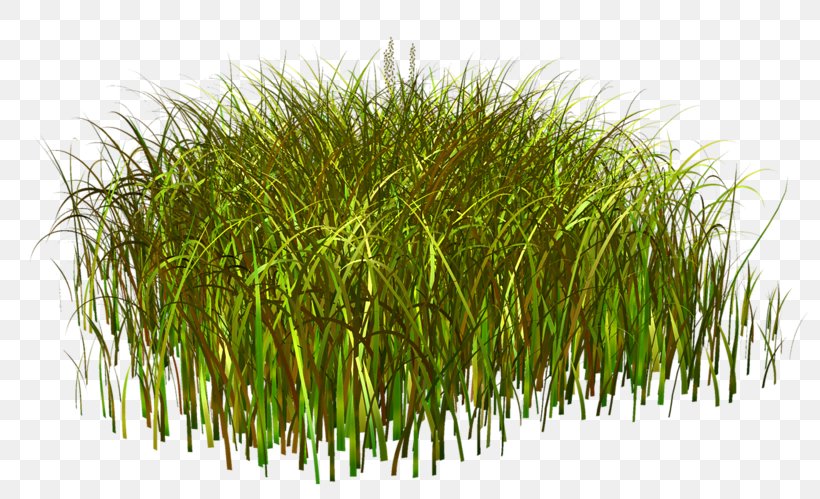 Weed Grass Clip Art, PNG, 800x499px, Weed, Commodity, Fond Blanc, Grass, Grass Family Download Free