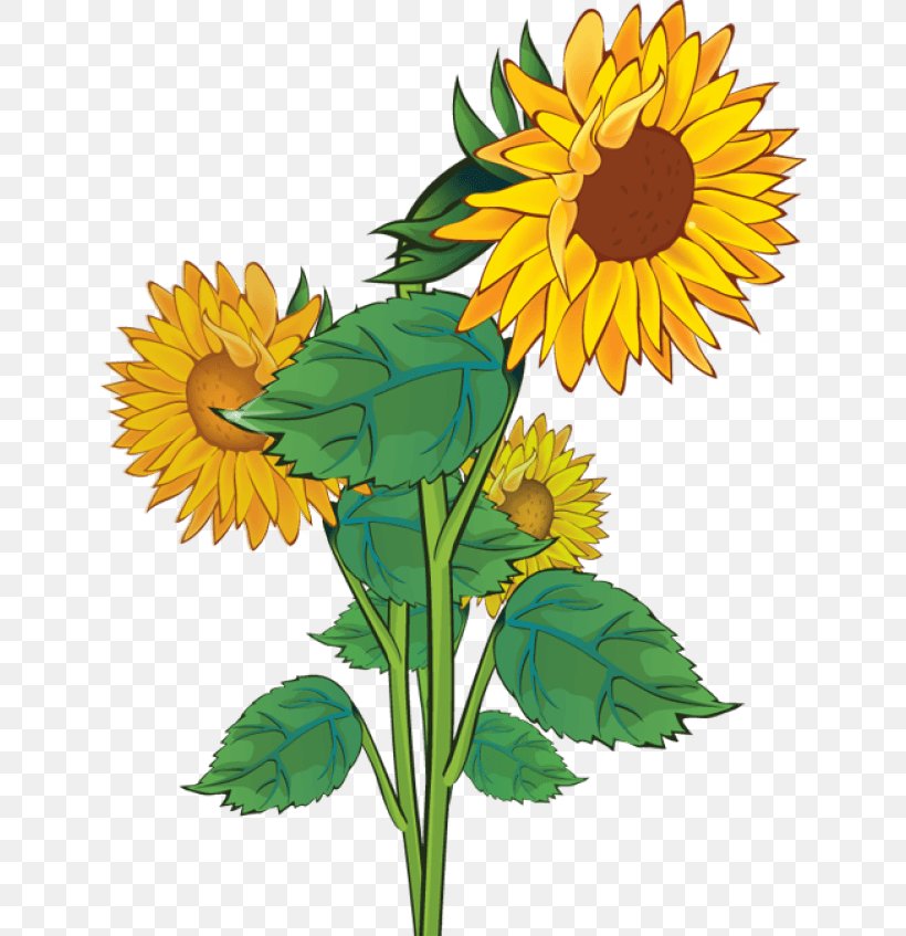 Common Sunflower Clip Art, PNG, 640x847px, Common Sunflower, Blog, Cut Flowers, Daisy, Daisy Family Download Free