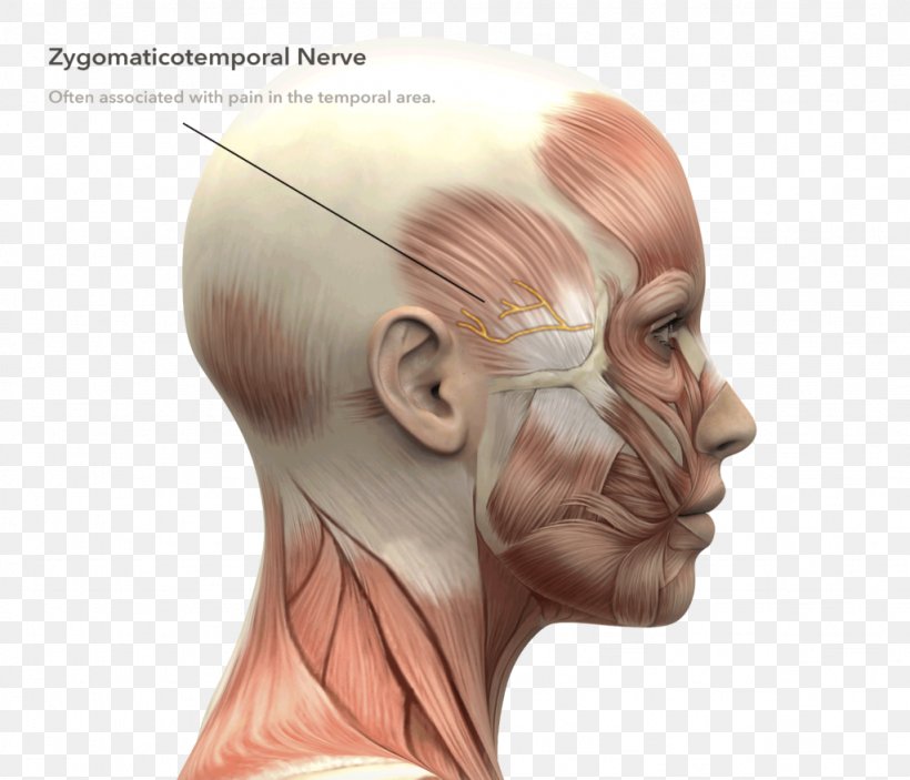 Facial Muscles Human Body Face Human Head Stock Photography, PNG, 1024x879px, Watercolor, Cartoon, Flower, Frame, Heart Download Free