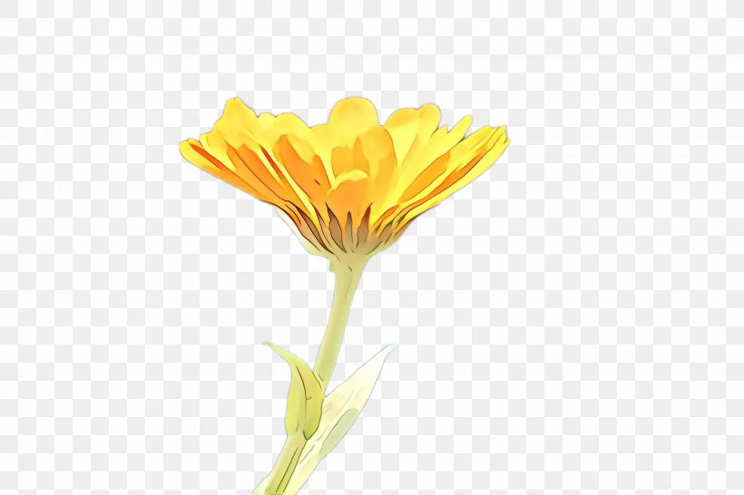 Flowers Background, PNG, 2448x1632px, Cartoon, Botany, Bud, Calendula, Closeup Download Free