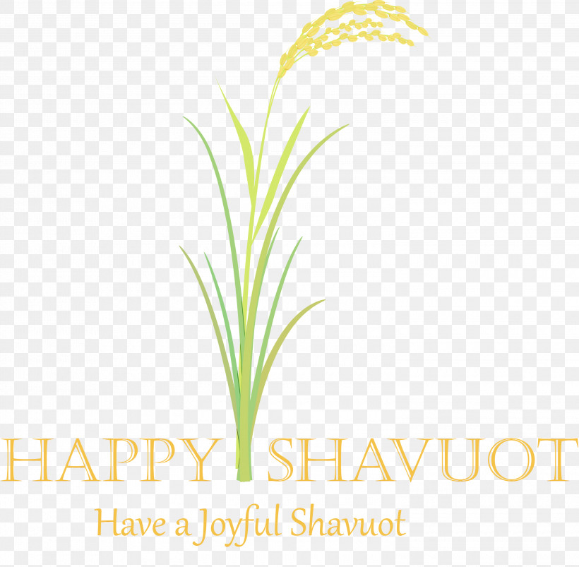 Grass Plant Leaf Grass Family Terrestrial Plant, PNG, 3000x2938px, Happy Shavuot, Flower, Grass, Grass Family, Leaf Download Free