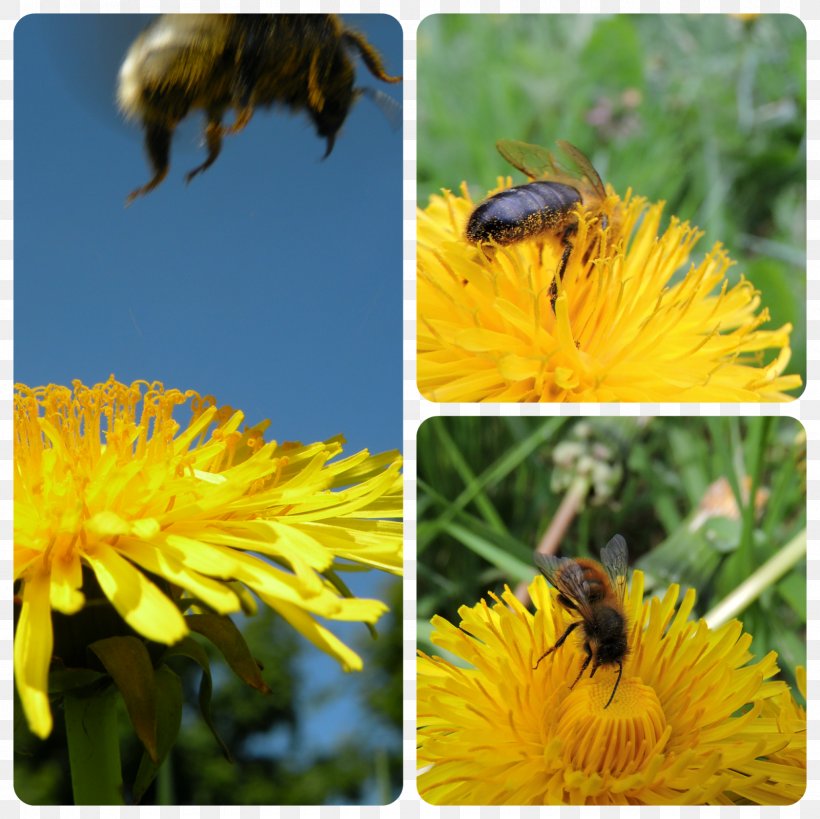 Honey Bee Bumblebee Insect Nectar, PNG, 1600x1600px, Honey Bee, Bee, Bee Pollen, Bumblebee, Dandelion Download Free