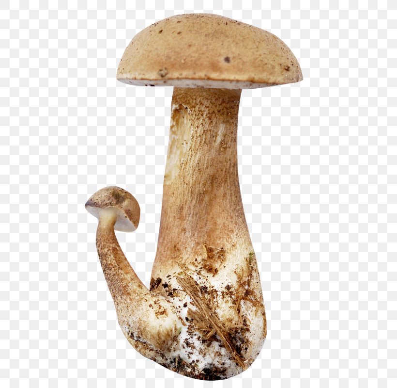 Pleurotus Eryngii Mushroom Download, PNG, 525x800px, 2017, Pleurotus Eryngii, Edible Mushroom, Email, Ingredient Download Free