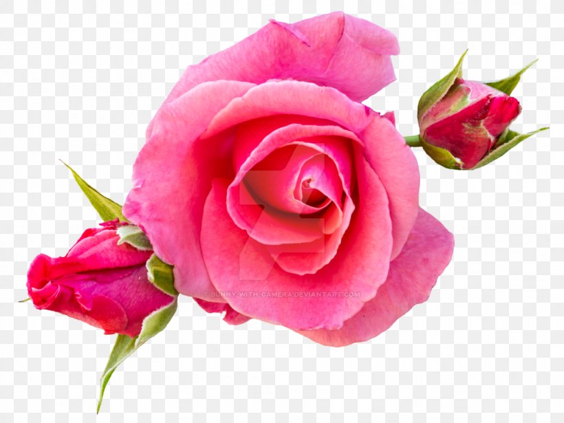 Rose Image Clip Art Photograph, PNG, 1024x768px, Rose, Artificial Flower, Bouquet, Bud, Camera Download Free