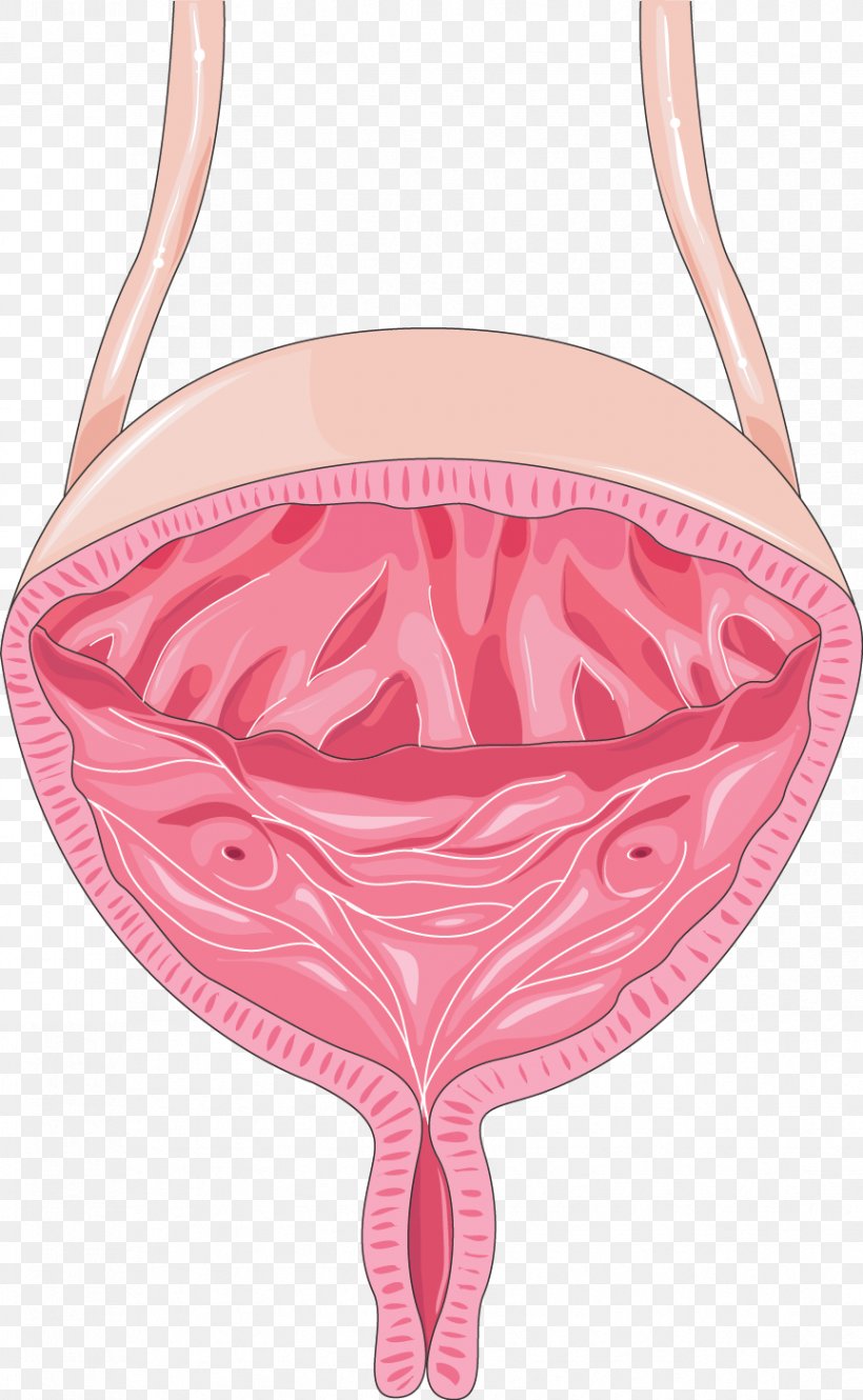 Servier Medical Urinary Bladder Excretory System Urology Kidney, PNG, 864x1402px, Watercolor, Cartoon, Flower, Frame, Heart Download Free