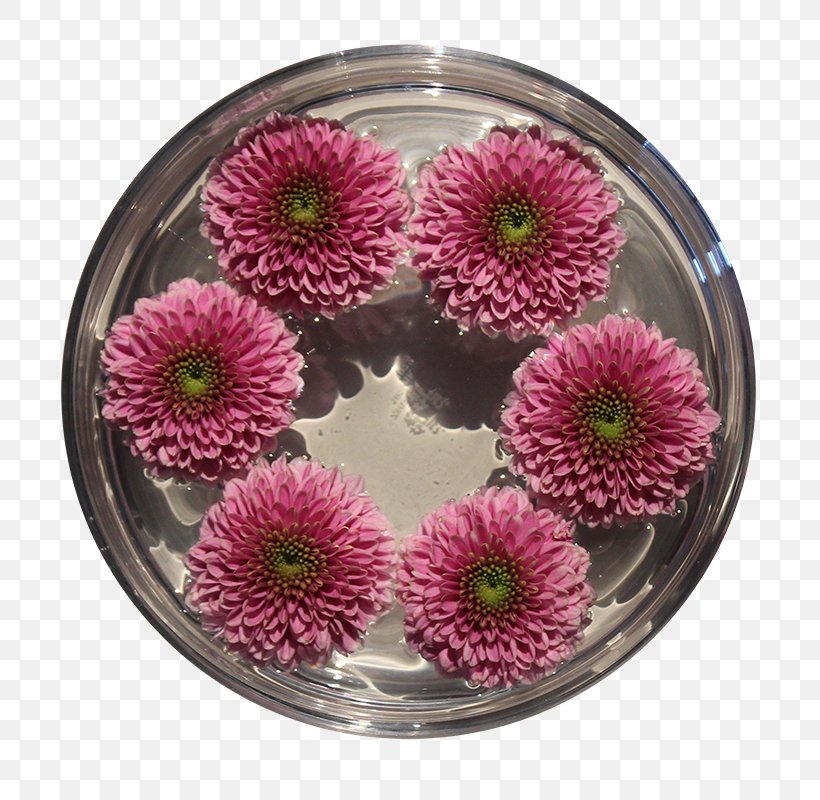 Transvaal Daisy Cut Flowers Chrysanthemum Pink M Flowerpot, PNG, 800x800px, Transvaal Daisy, Chrysanthemum, Chrysanths, Cut Flowers, Flower Download Free