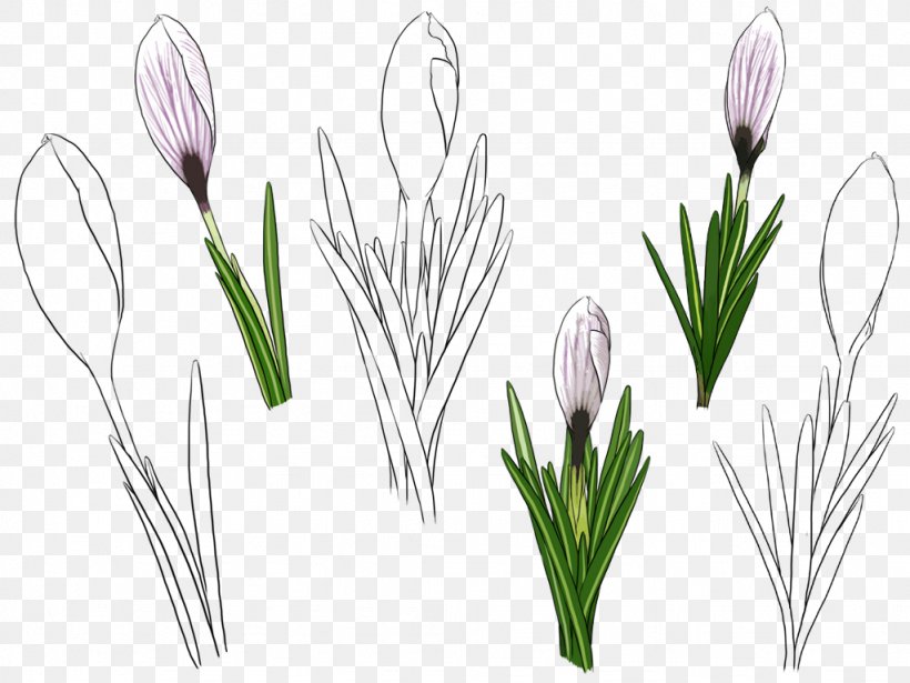 Tulip Flower, PNG, 1024x768px, Tulip, Crocus, Cut Flowers, Floral Design, Floristry Download Free