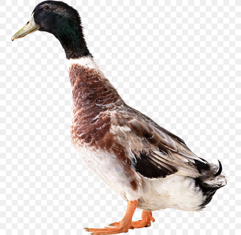 American Pekin Duck Mallard Goose, PNG, 745x800px, American Pekin, Anatidae, Beak, Bird, Duck Download Free