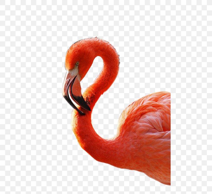 Bird Flamingo, PNG, 500x750px, Bird, Beak, Close Up, Flamingo, Flamingos Download Free