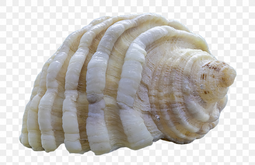 Cockle Conchology Conch Seashell Sea Snail, PNG, 1920x1240px, Cockle, Conch, Conchology, Scallops, Sea Download Free