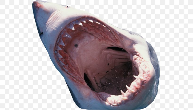 Great White Shark Port Jackson Shark, PNG, 624x468px, Shark, Animal, Apex Predator, Cartilaginous Fish, Fish Download Free